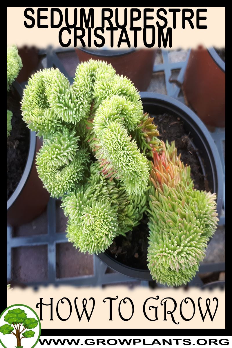 How to grow Sedum rupestre cristatum