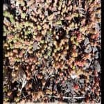 Sedum sexangulare