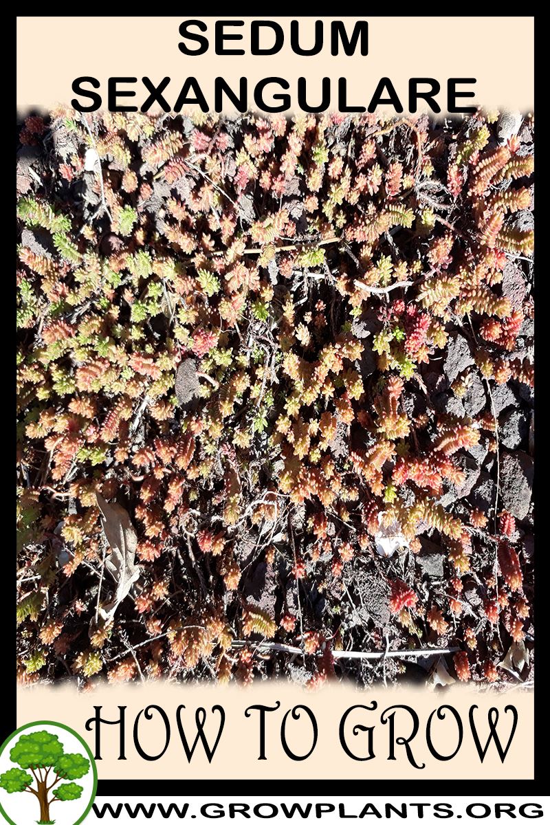 How to grow Sedum sexangulare