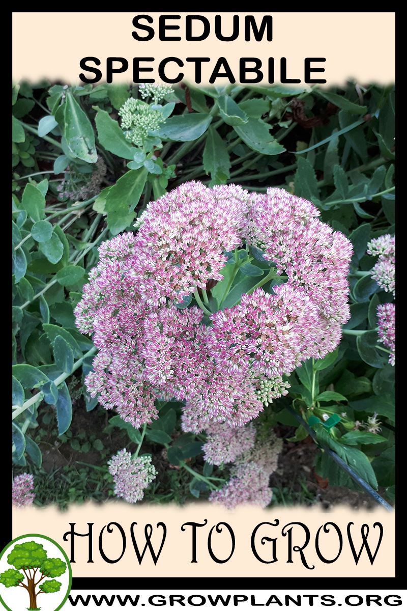 How to grow Sedum spectabile