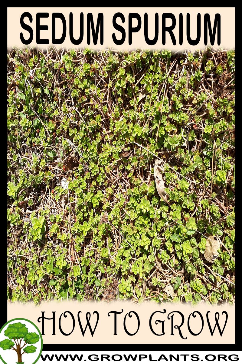 How to grow Sedum spurium