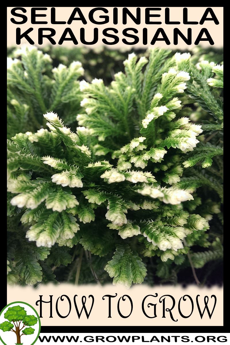 How to grow Selaginella kraussiana