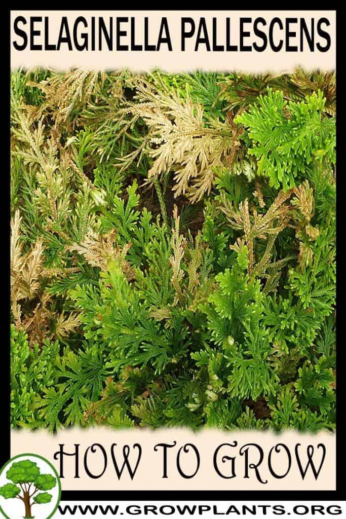 Selaginella pallescens