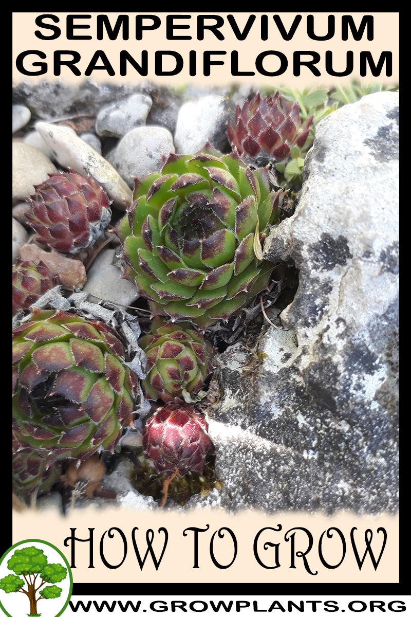 How to grow Sempervivum grandiflorum