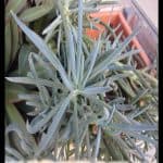 Senecio mandraliscae