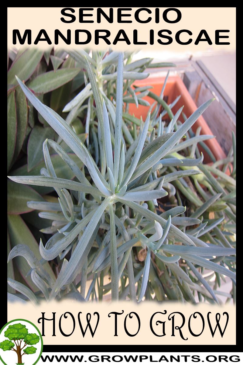 How to grow Senecio Mandraliscae