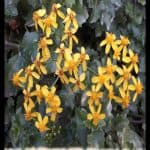 Senecio angulatus