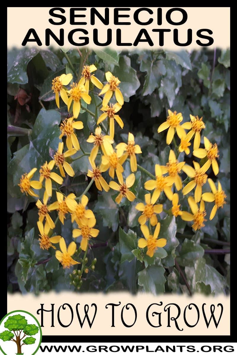 How to grow Senecio angulatus