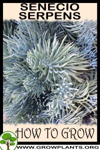 How to grow Senecio serpens