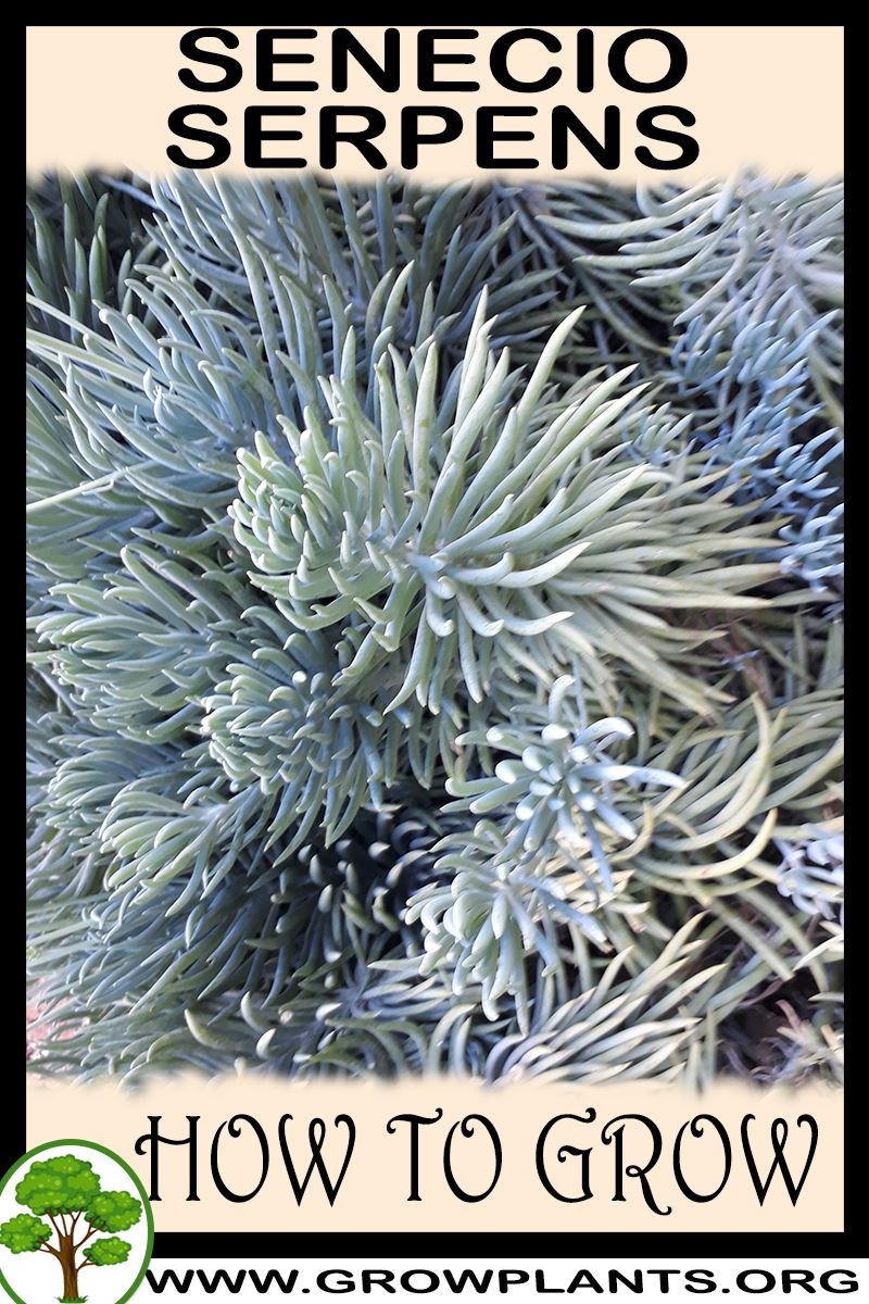 How to grow Senecio serpens