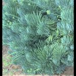Senecio vitalis