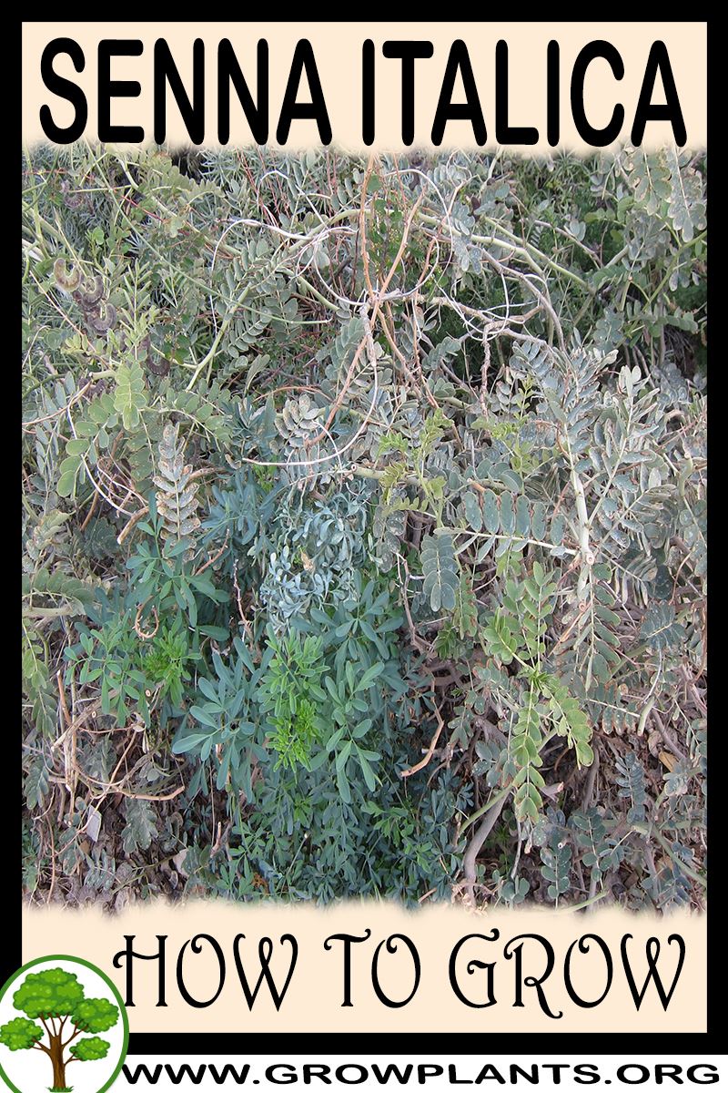 How to grow Senna italica