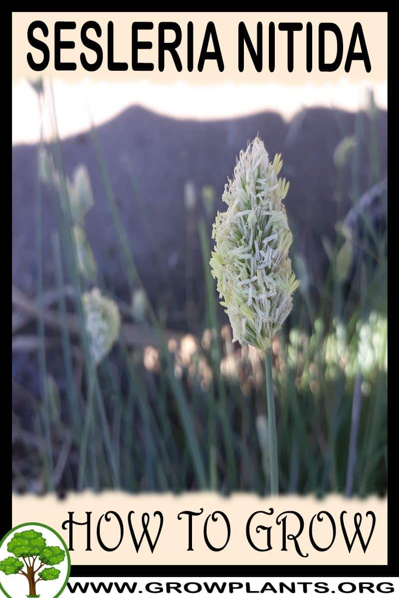 How to grow Sesleria nitida