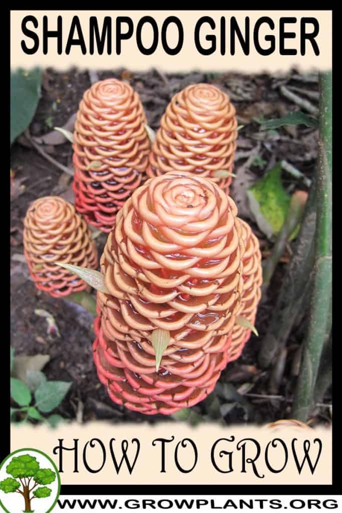 Shampoo Ginger