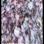 Shiso plant