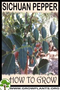 How to grow Sichuan pepper