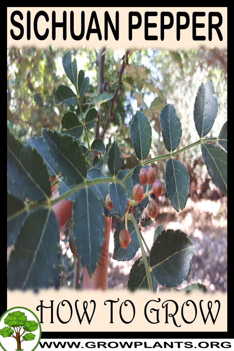 How to grow Sichuan pepper