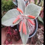 Sinningia leucotricha