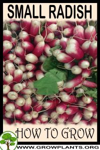How to grow Small radish