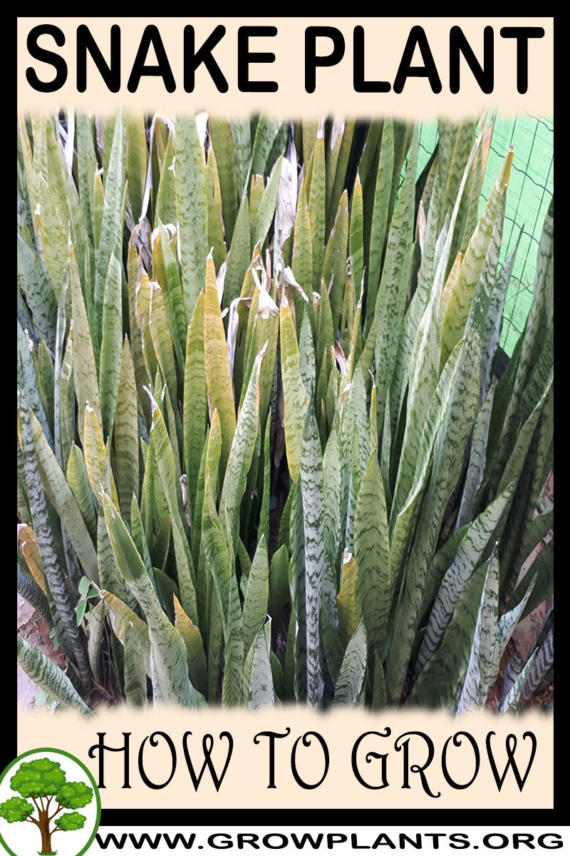 How to grow Snake plant
