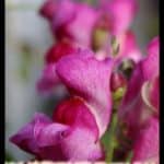 Snapdragon flower