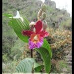 Sobralia