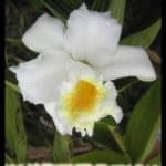 Sobralia chrysostoma