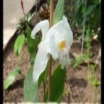 Sobralia powellii