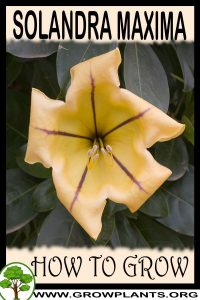 How to grow Solandra maxima