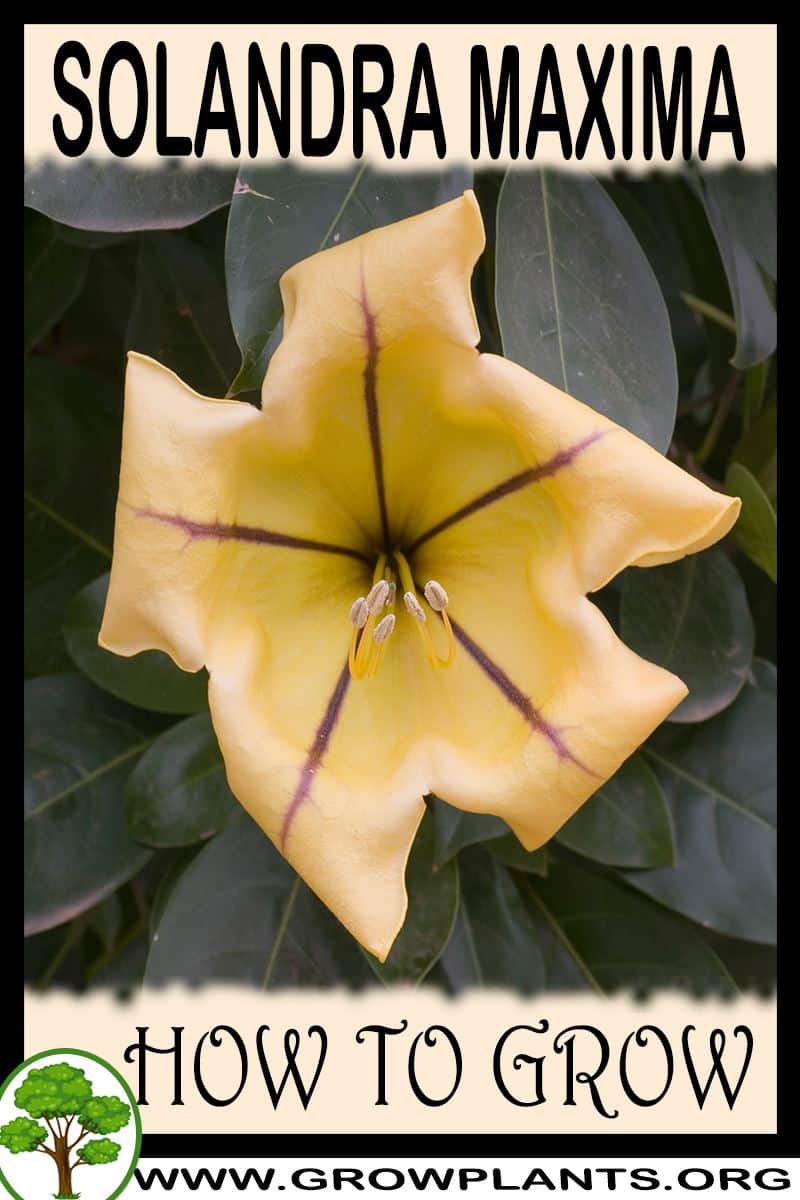 How to grow Solandra maxima