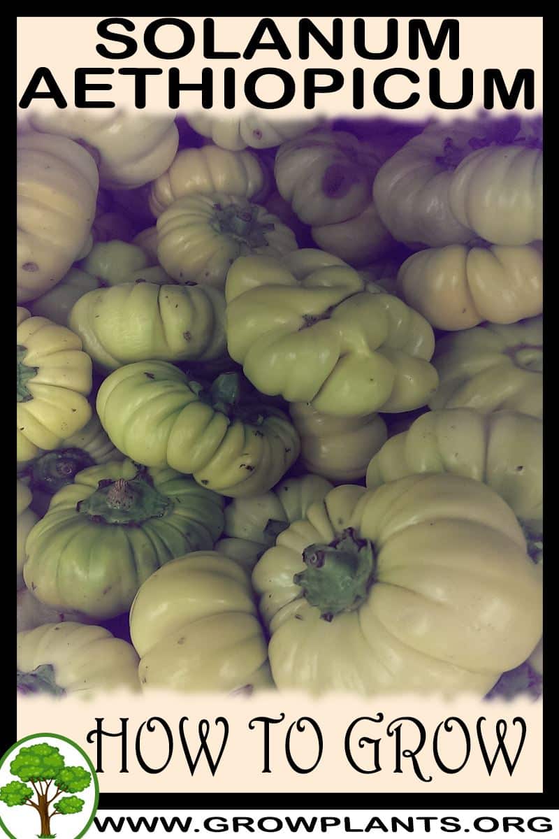 How to grow Solanum aethiopicum