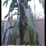 Sorghum bicolor