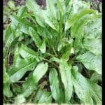 Sorrel plant