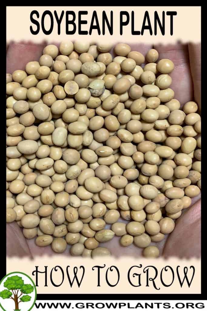 Soybean plant