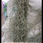 Spanish moss
