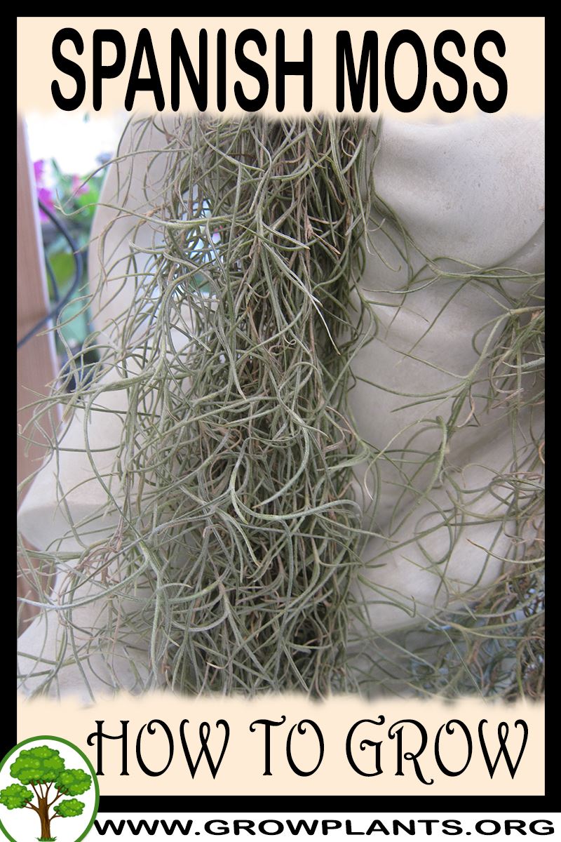 How to grow Spanish moss