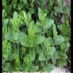 Spearmint plant