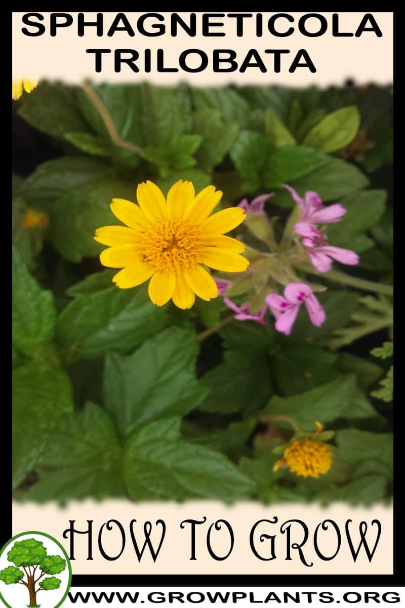 How to grow Sphagneticola trilobata