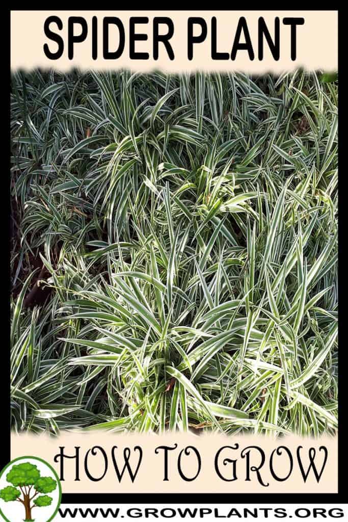 Spider plant