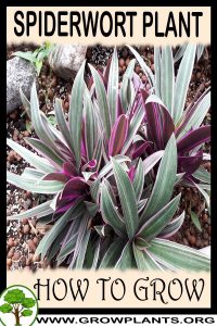 How to grow Spiderwort
