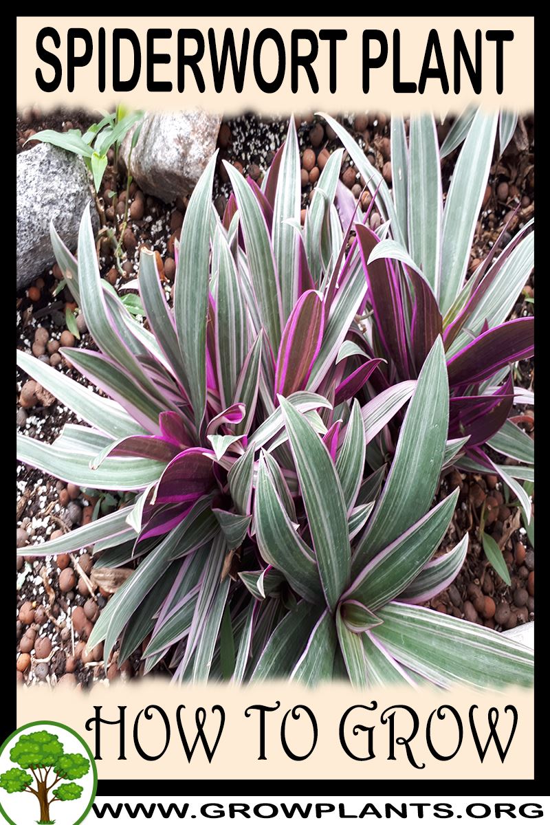 How to grow Spiderwort