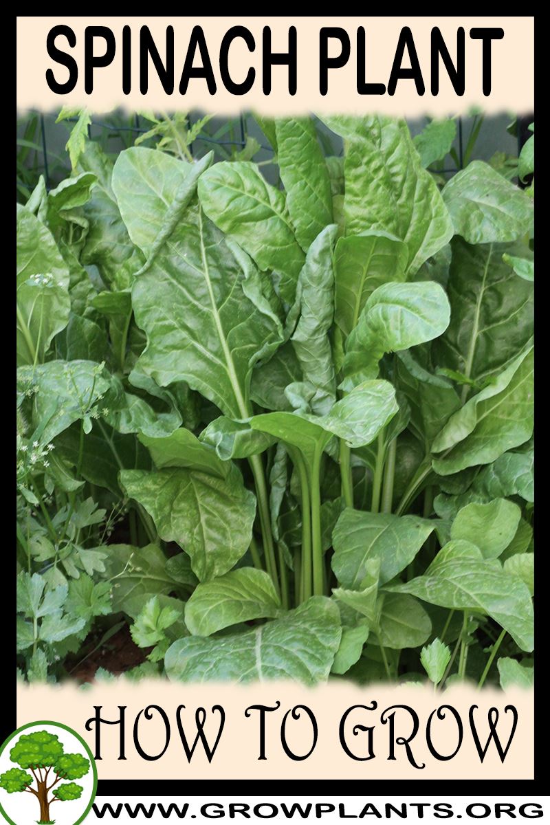 Spinach plant How to grow & care