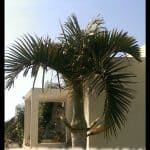 Spindle Palm