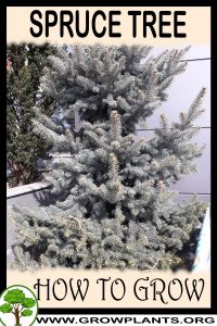 How to grow Spruce tree