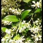 Star jasmine