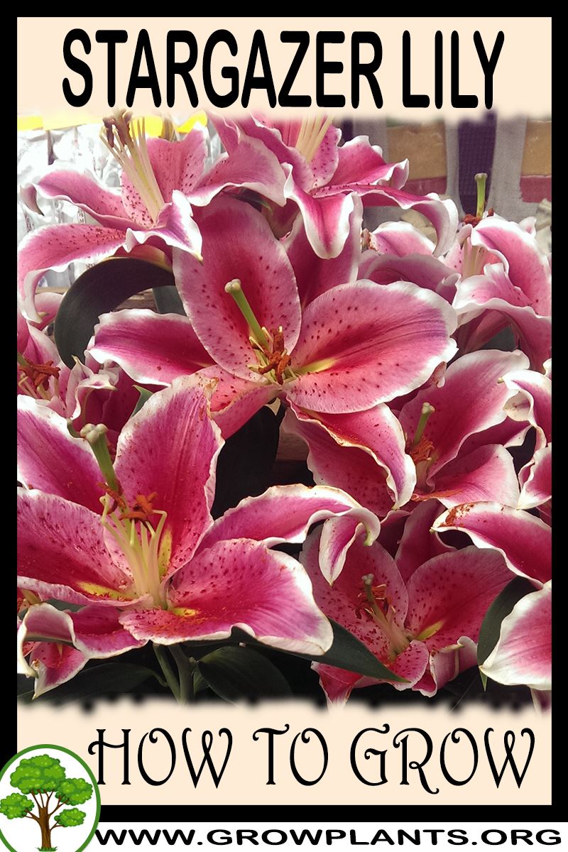 Stargazer lily How to grow & care