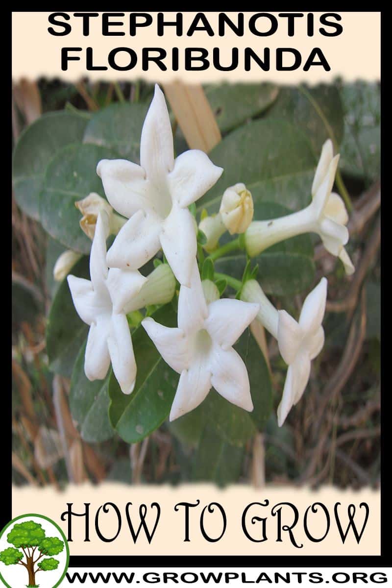 How to grow Stephanotis floribunda