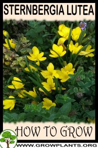 How to grow Sternbergia lutea