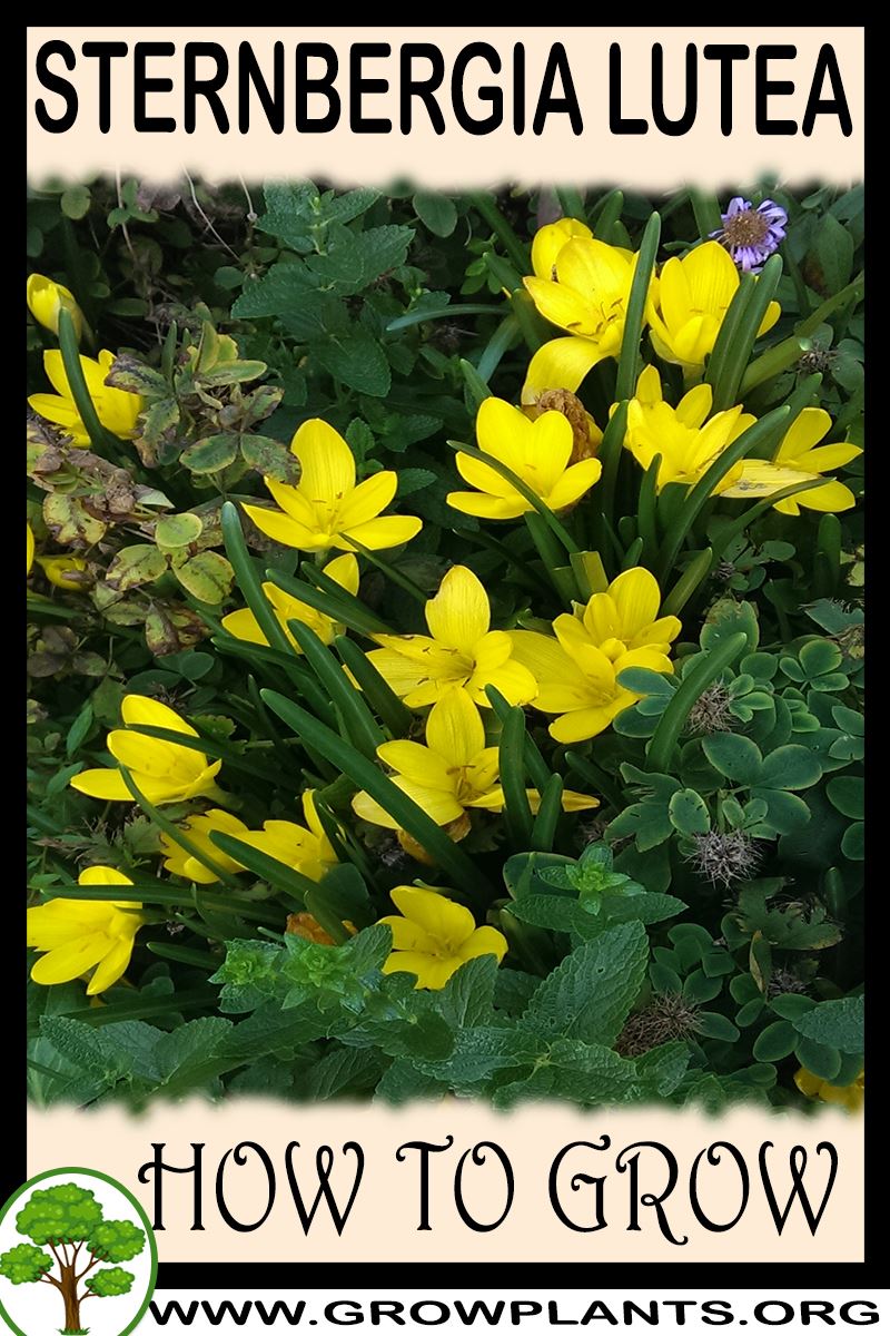 How to grow Sternbergia lutea