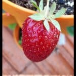 Strawberry Mara des bois